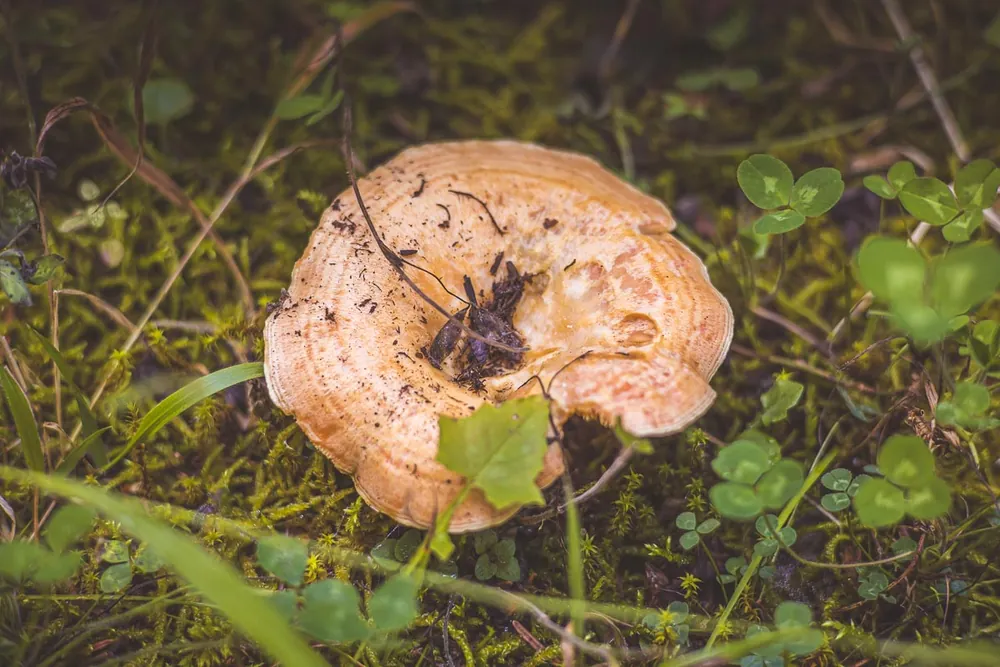 A pale mushroom among clover and grass on the forest floor