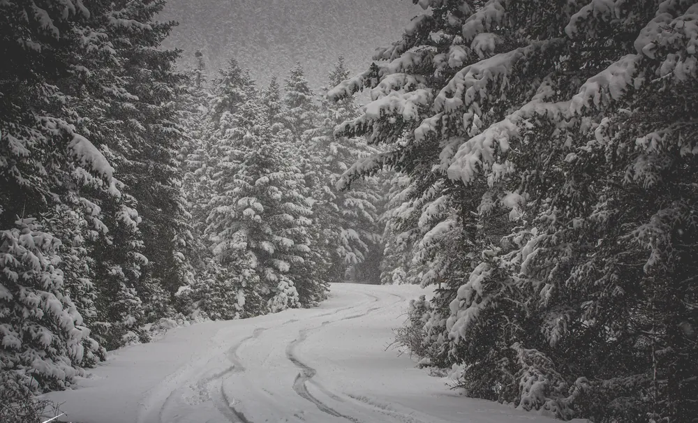 A snow-covered forest road between heavily laden firs