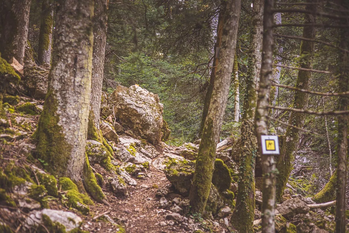 A rocky forest path between fir trunks with a yellow and white trail waymark