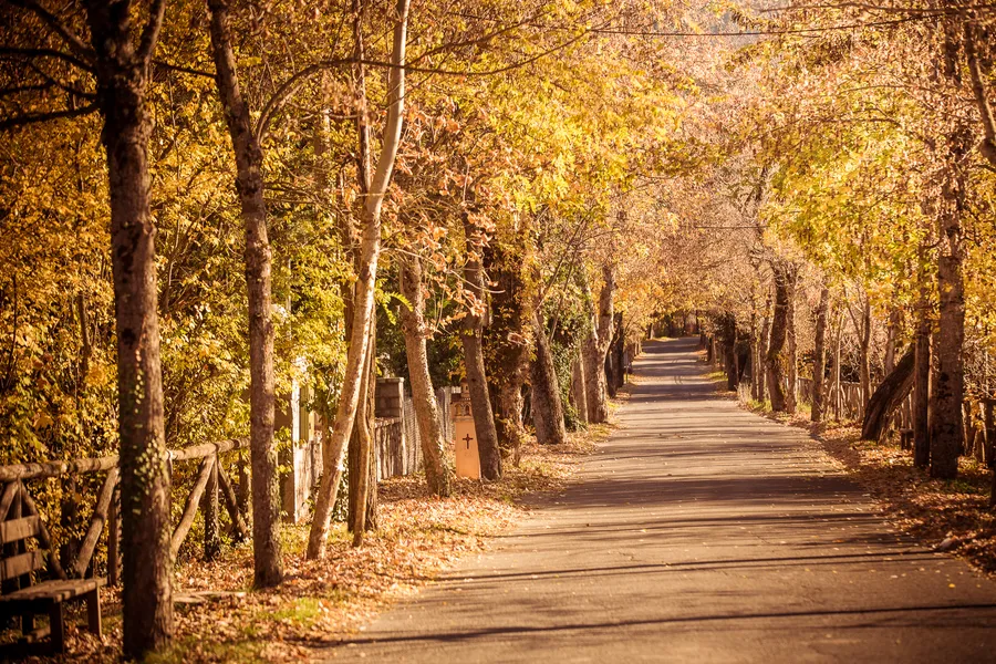 A tree-lined road in golden autumn light