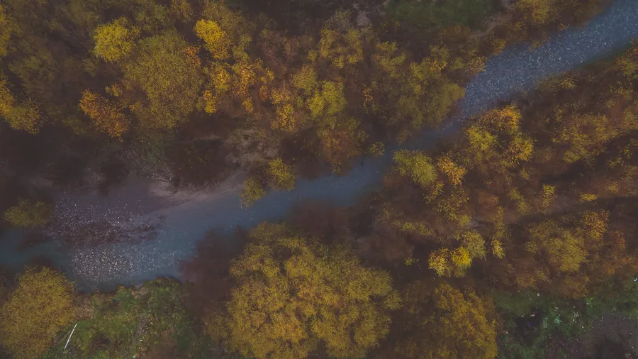 A stream winding between golden trees, seen from above
