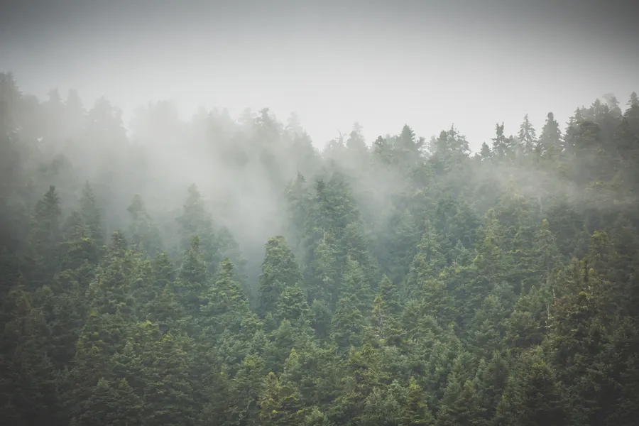 Cloud lying over the fir forest
