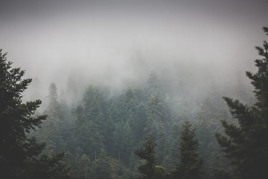 Cloud settling on the firs
