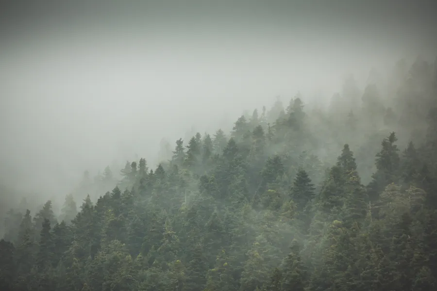 A fir slope disappearing into cloud