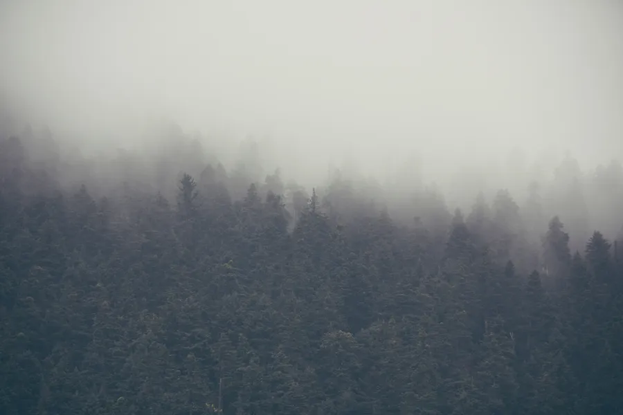 Heavy cloud over the forest