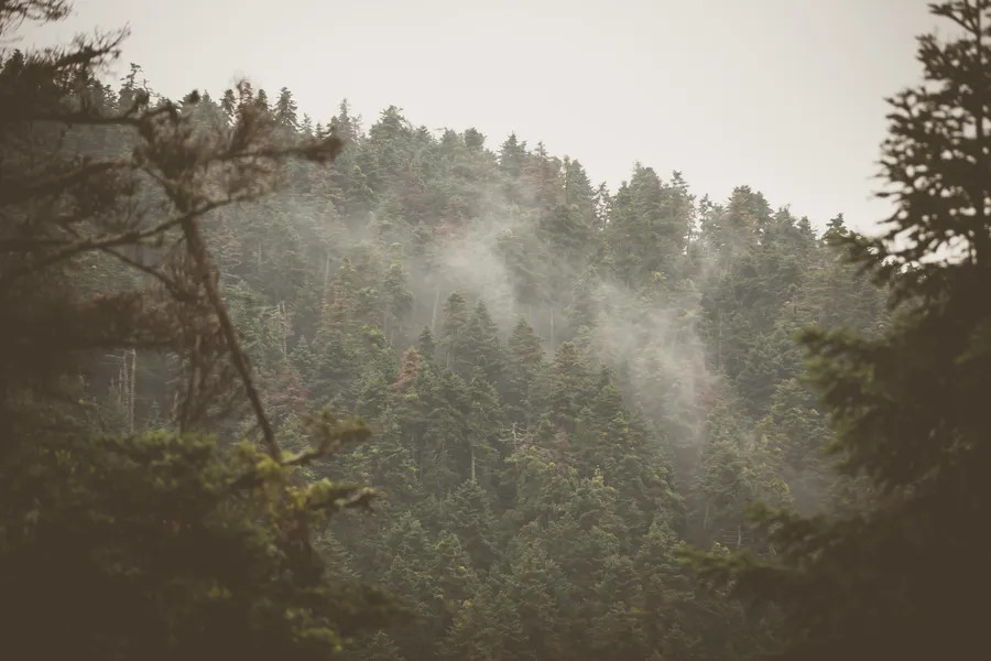 Cloud rising through fir trees