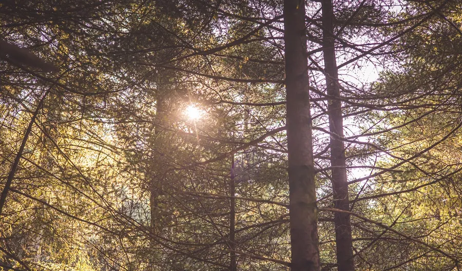 Sunlight through fir trunks