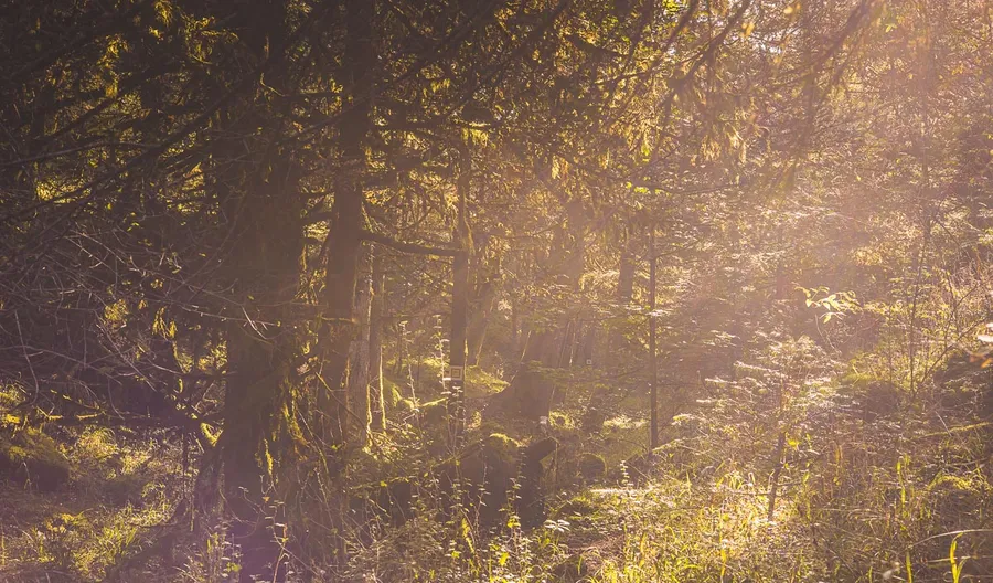 Light filtering through the forest
