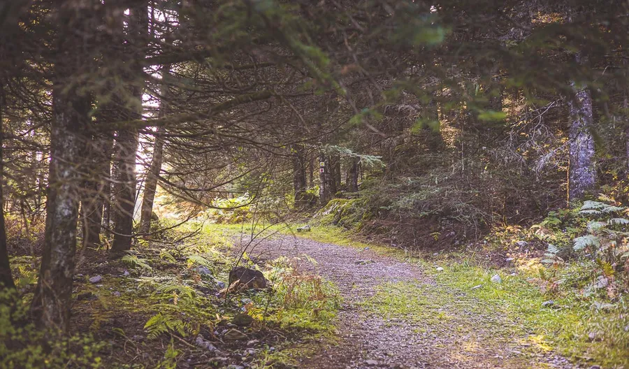 A track curving through the forest