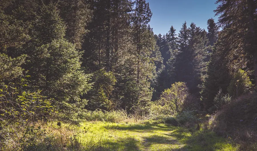 A clearing among firs