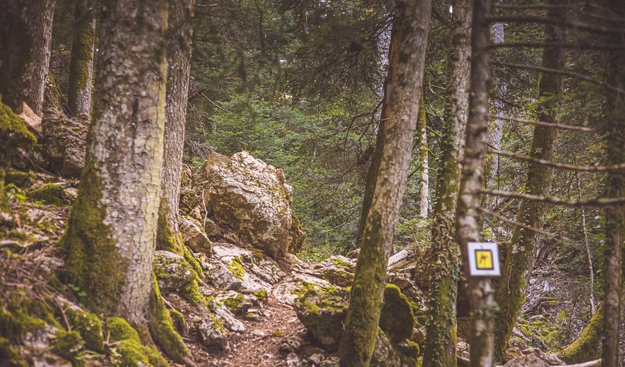 A trail waymark on a fir trunk
