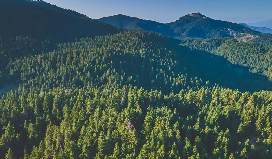 A forested ridge with the summit behind it