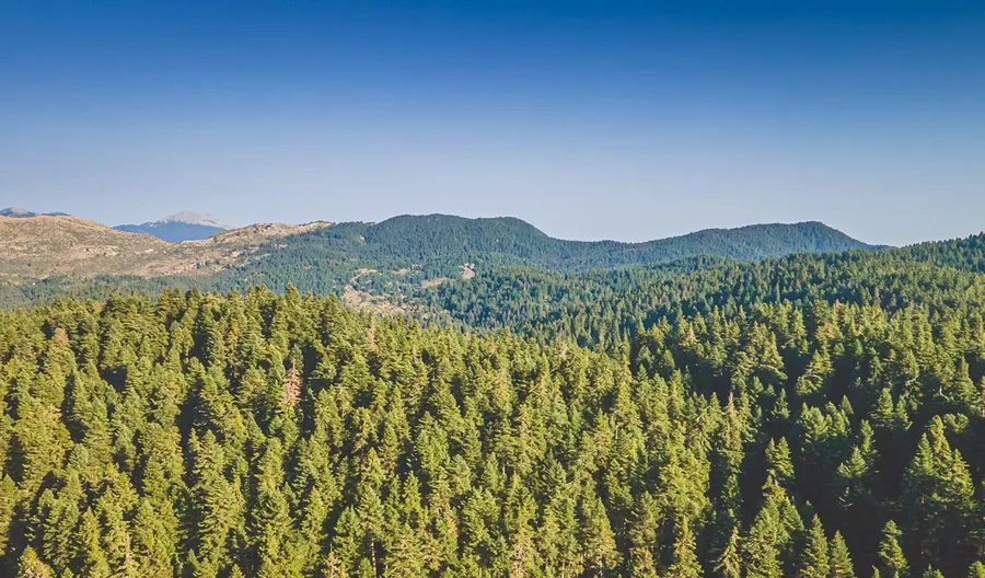 Fir forest seen from above on a clear day