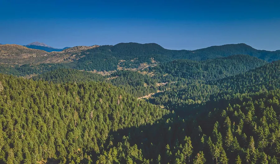 Ridges and forest from the air
