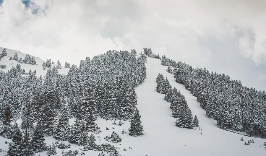 A ski run cutting through the firs