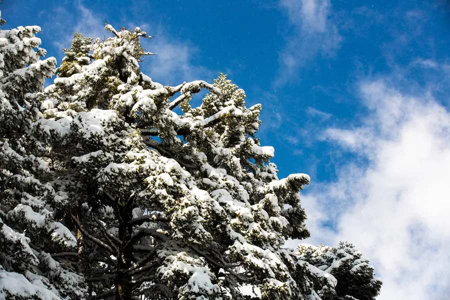 Snow on fir branches against a blue sky