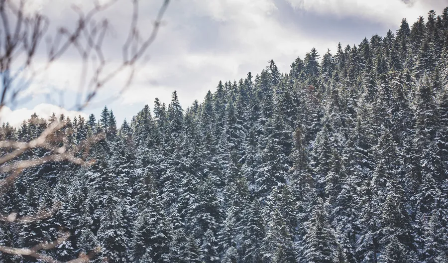 A snow-covered fir slope under cloud