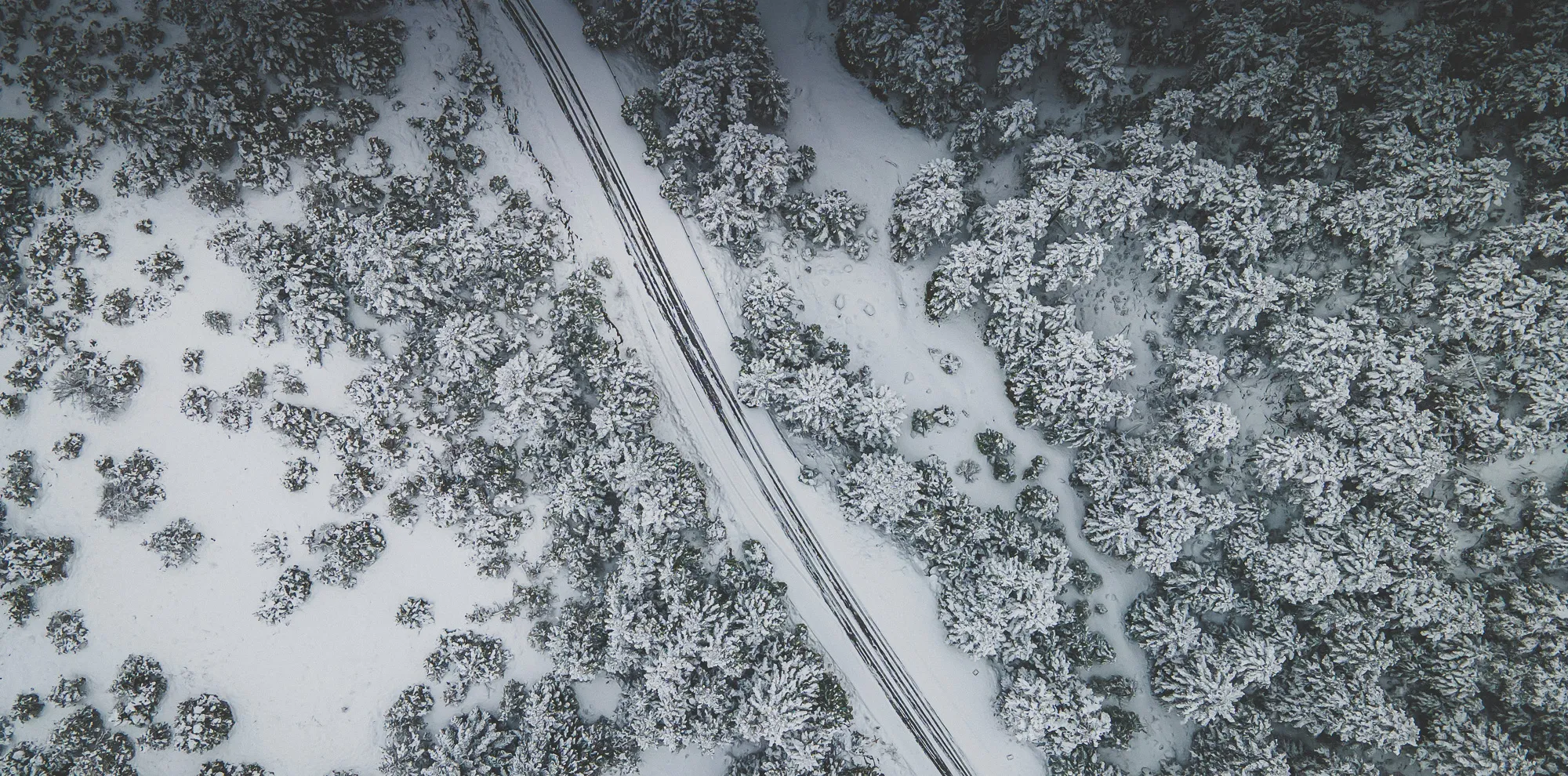 Tracks in the snow between firs, from above