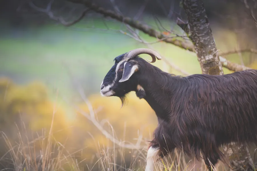 A black goat on a log