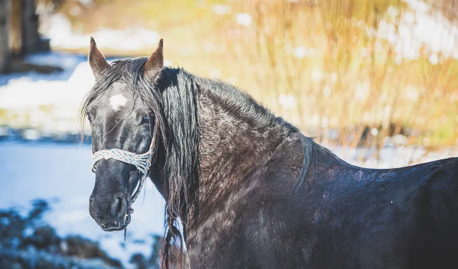 A dark horse standing in the snow