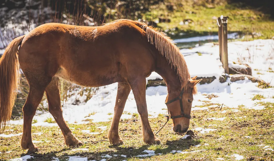 A chestnut horse grazing