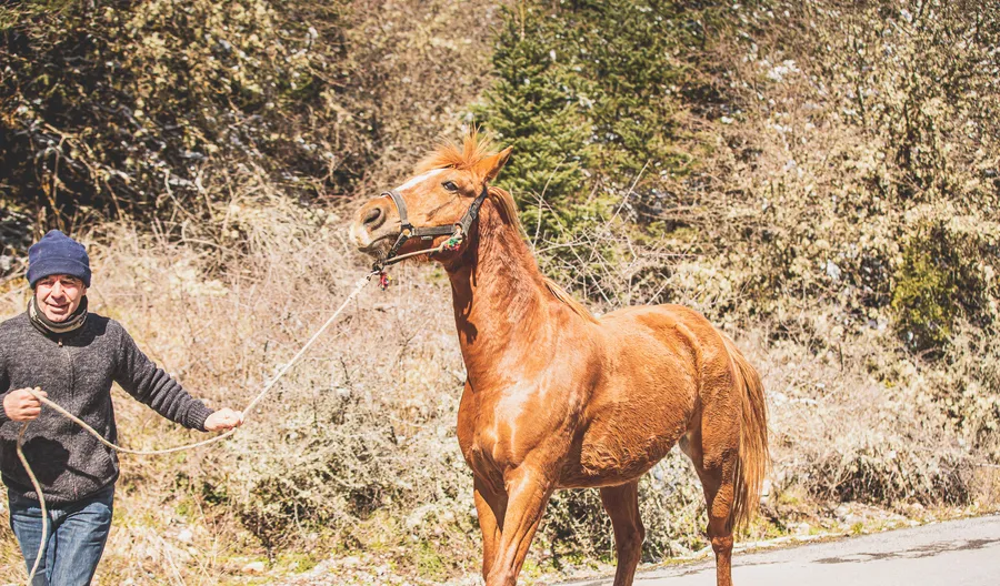 A chestnut horse being led along the road