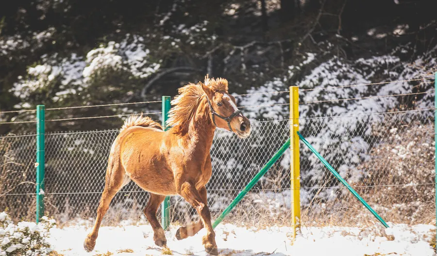 A chestnut horse trotting in the snow