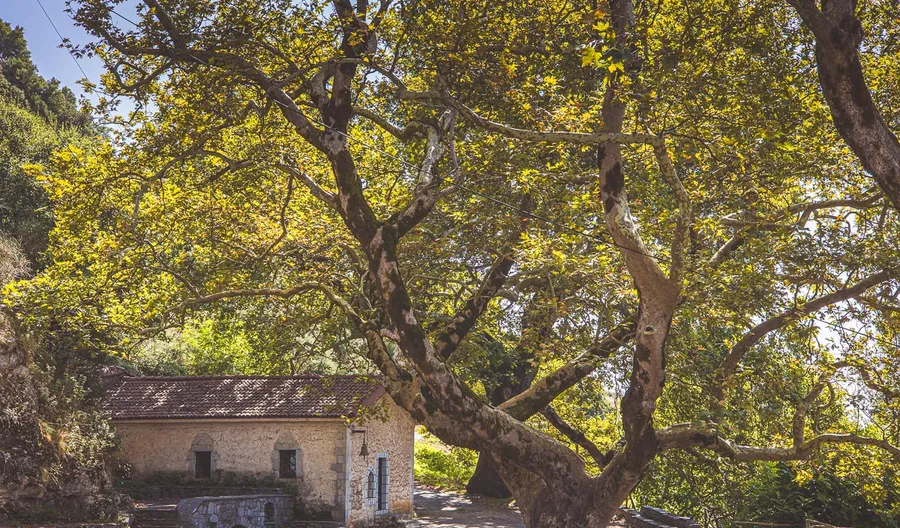 A stone watermill beneath a plane tree