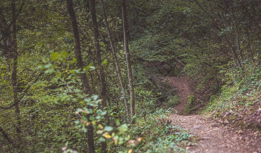 A trail winding under trees