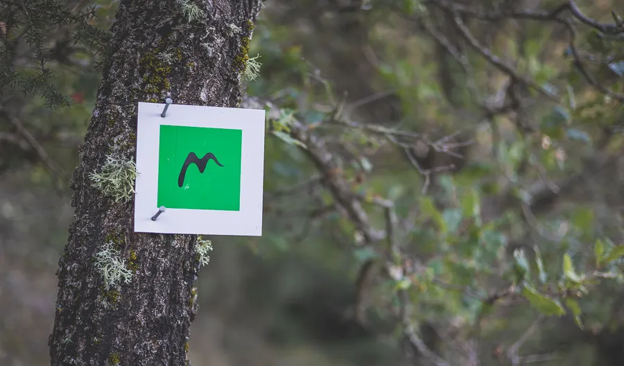 A green waymark on a trunk